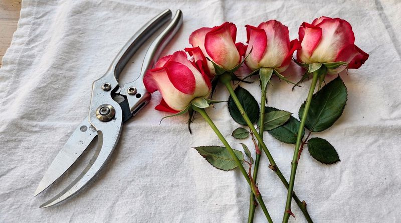 Frisch geschnittene Rosen mit Gartenschere im perfekten Erntestadium