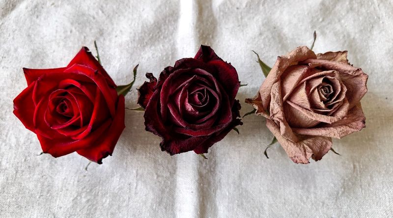 Trocknungsprogression: Frische Rosen, nach zwei Wochen, nach vier Wochen