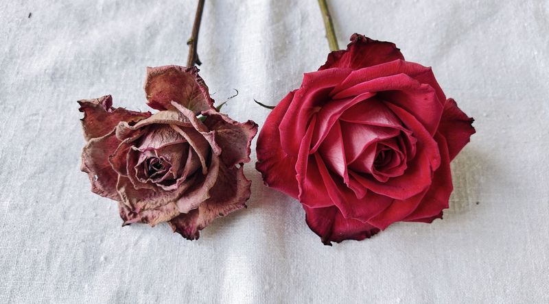 Vergleich: Luftgetrocknete Rose (gedämpfte Farbe) neben Silica-Gel-Rose (intensive Farbe)