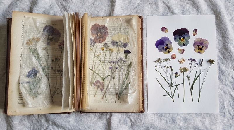 Blumen zwischen Buchseiten gepresst, daneben das fertige Ergebnis: papierdünne, farbige Blüten